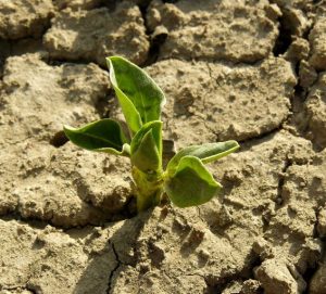 The Architecture of Pride: Does It Grow Stronger in Hard Soil?