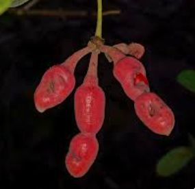 From Wild Fruits to Rural Wealth: How Buhera Can Use God’s Providence to Eradicate Poverty